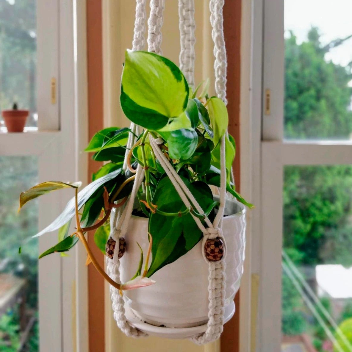 Plant Hangers