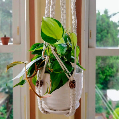 Plant Hangers